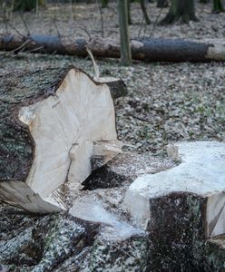 Wycinka Puszczy Białowieskiej. Oto twarde dane Lasów Państwowych