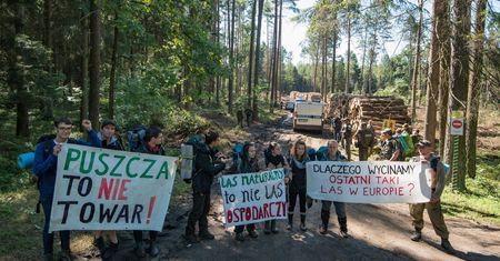 Wycinka Puszczy Białowieskiej. Rok więzienia za napaść na operatora Polsat News