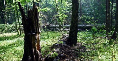 Puszcza Białowieska. "Ryzyko utraty zdrowia i życia wzrosło o blisko 1000 proc."