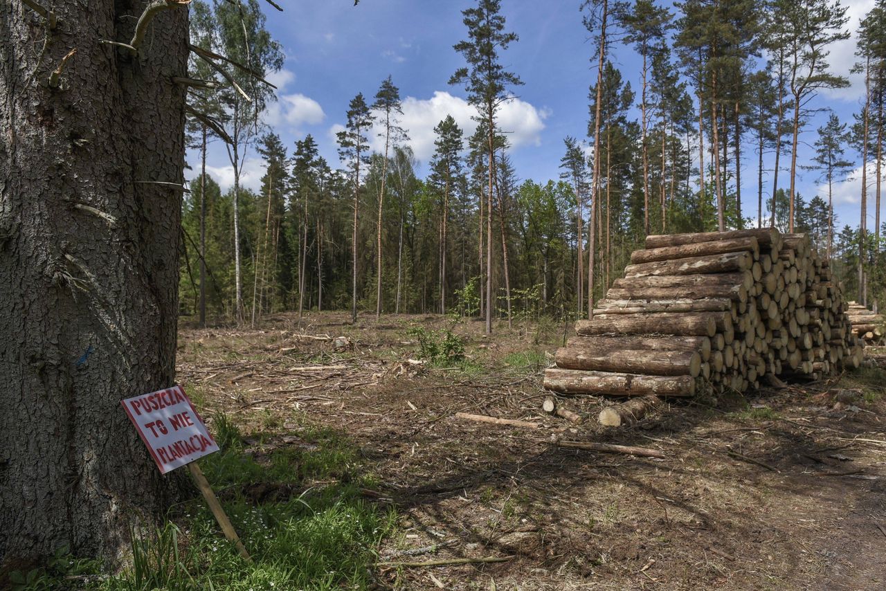 Zapłacimy za każdy dzień wycinki Puszczy Białowieskiej? KE chce kar za nieprzestrzeganie decyzji Trybunału UE