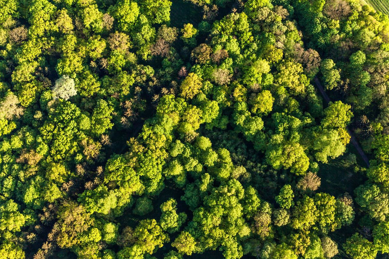 Puszcza Białowieska - jeden z największych skarbów Polski