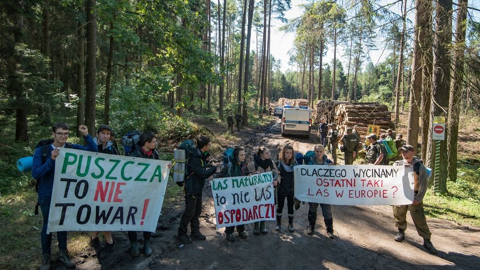 Puszcza Białowieska. Protesty przeciwko wycince 