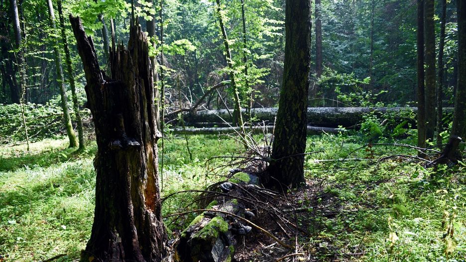 Puszcza Białowieska