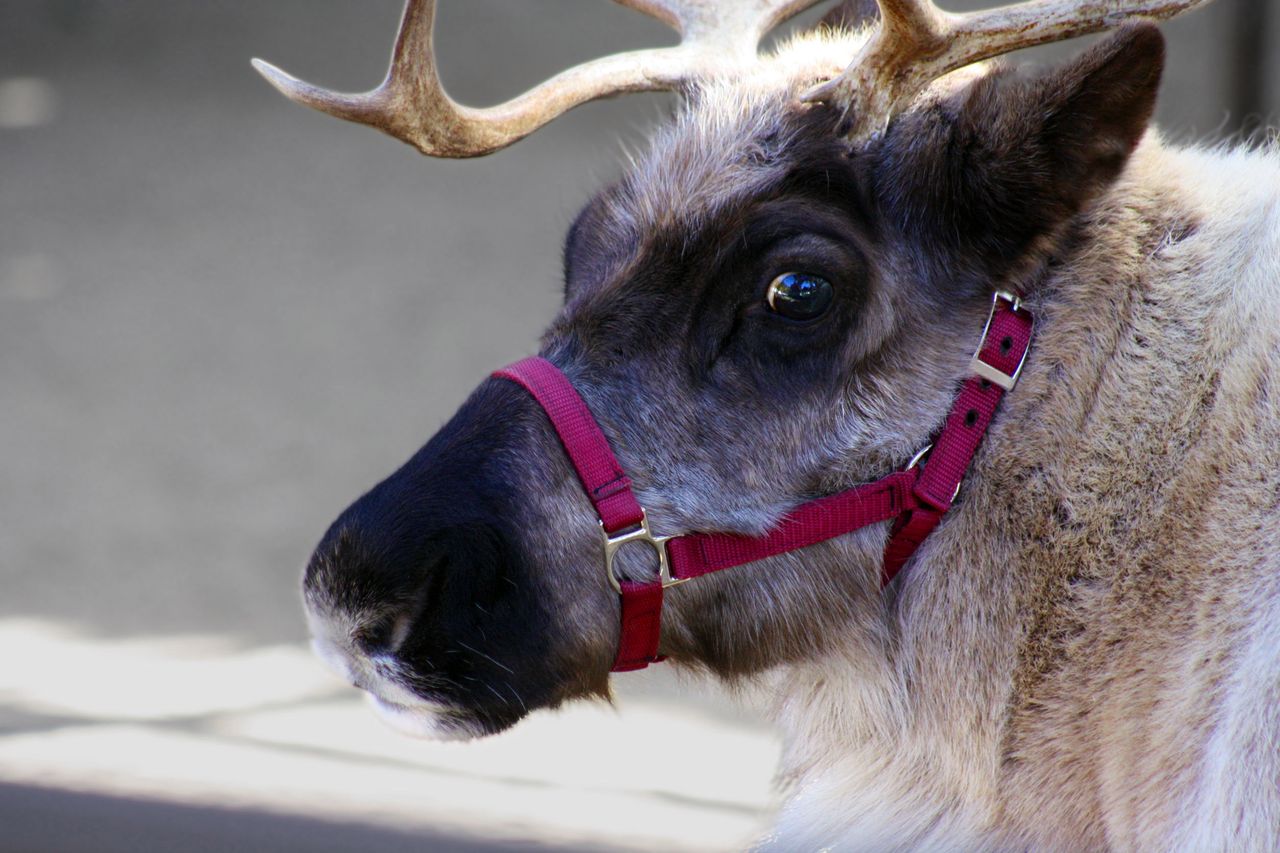 Rudolf był kobietą. Naukowcy rozwiązali świąteczną zagadkę