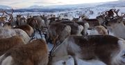 200 reniferów umarło z głodu w Arktyce. Oto efekty zmian klimatycznych