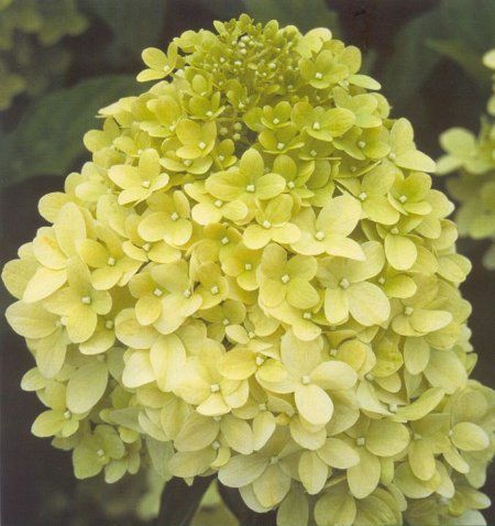 Hortensja bukietowa - h. wiechowata (Hydrangea paniculata)