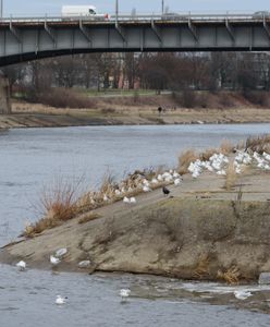 Poznań. Brutalne morderstwo 75-letniej kobiety