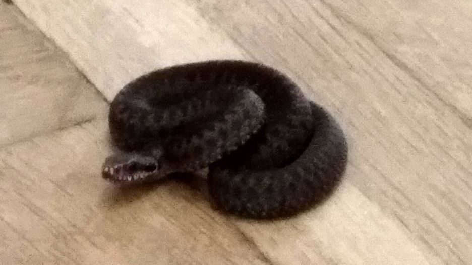 Żmija znaleziona w krakowskim mieszkaniu