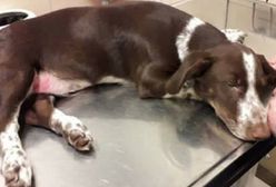 Zatrzymano mężczyznę, który skatował szczeniaka Fijo