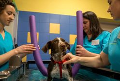 Skatowany szczeniak Fijo trafi do portugalskiej kliniki. Przejdzie tam rehabilitację