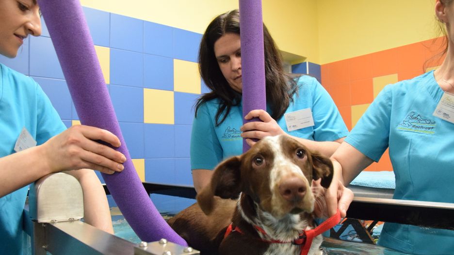 Skatowany pies uczy się żyć na nowo