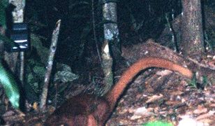 Nowy drapieżnik odkryty na Borneo