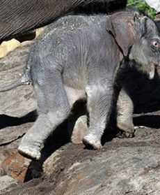 Maluch zadziwił świat