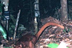 Nowy drapieżnik odkryty na Borneo