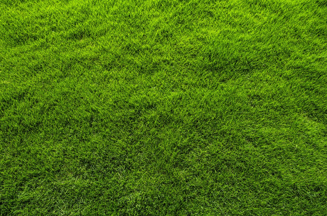 wertykulacja trawnika, fot. getty images