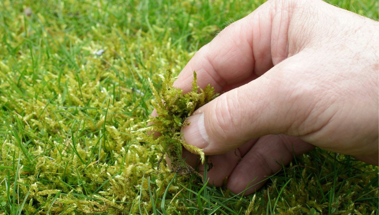 Jak pozbyć się mchu z trawnika? fot. Getty Images