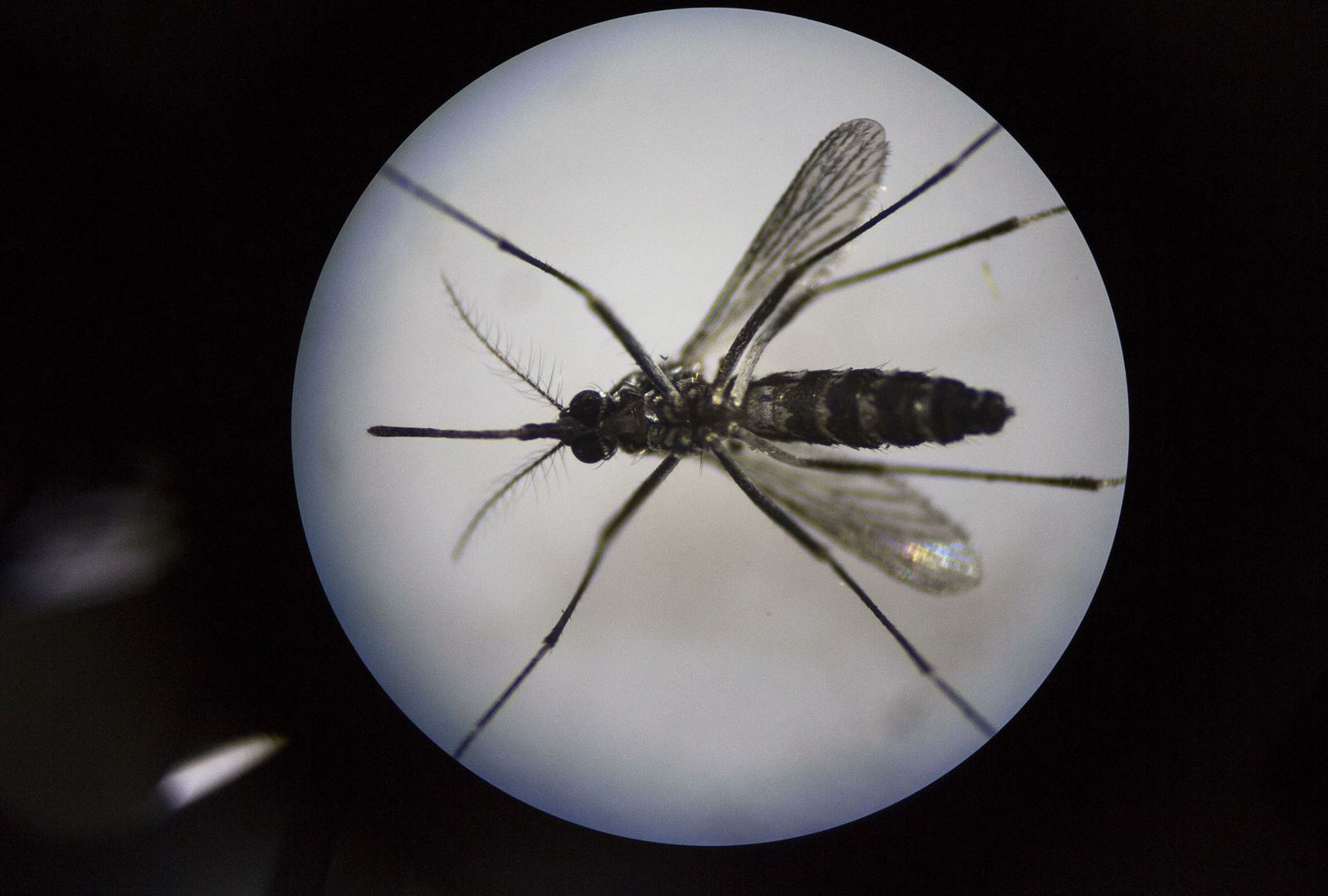 Wirus Zika dotarł do Polski