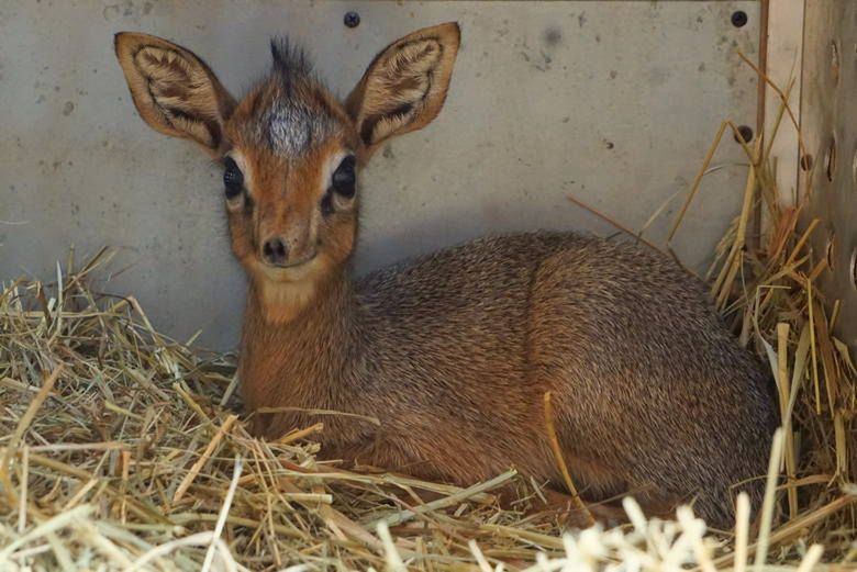 Do nowych mieszkańców ZOO dołączył również dikdik - antylopa pochodząca z Afryki. 