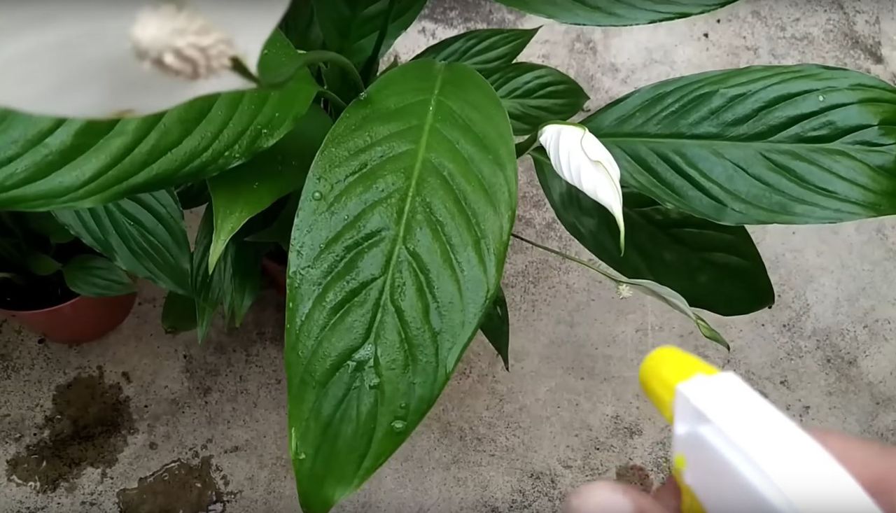 uniwersalny spray na szkodniki, fot. Loucos das Plantas/youtube