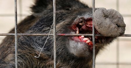 Najpierw wybuchła Fukushima. Teraz przyszły dzikie zwierzęta