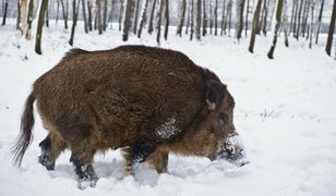 Ogromny dzik atakuje pod Olsztynem. Ranił pracownika na budowie gazociągu