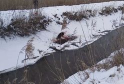 "Krew jest wszędzie". Wideo z polowania na dziki