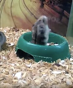 Gimnazjaliści dręczyli chomika dymem. Filmem pochwalili się w sieci