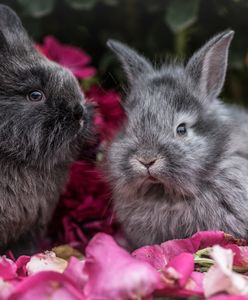 "Mnóżmy się jak króliki". Nowy spot Ministerstwa Zdrowia zalała fala krytyki