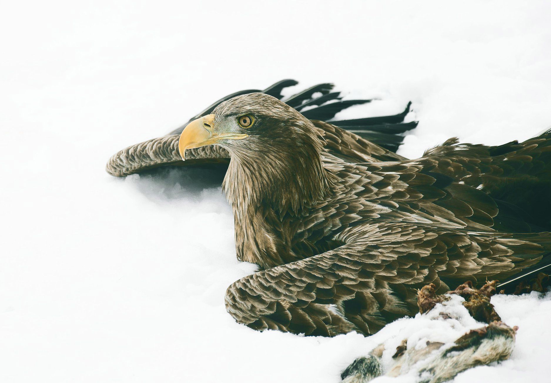 Tego bielika zdołano uratować 