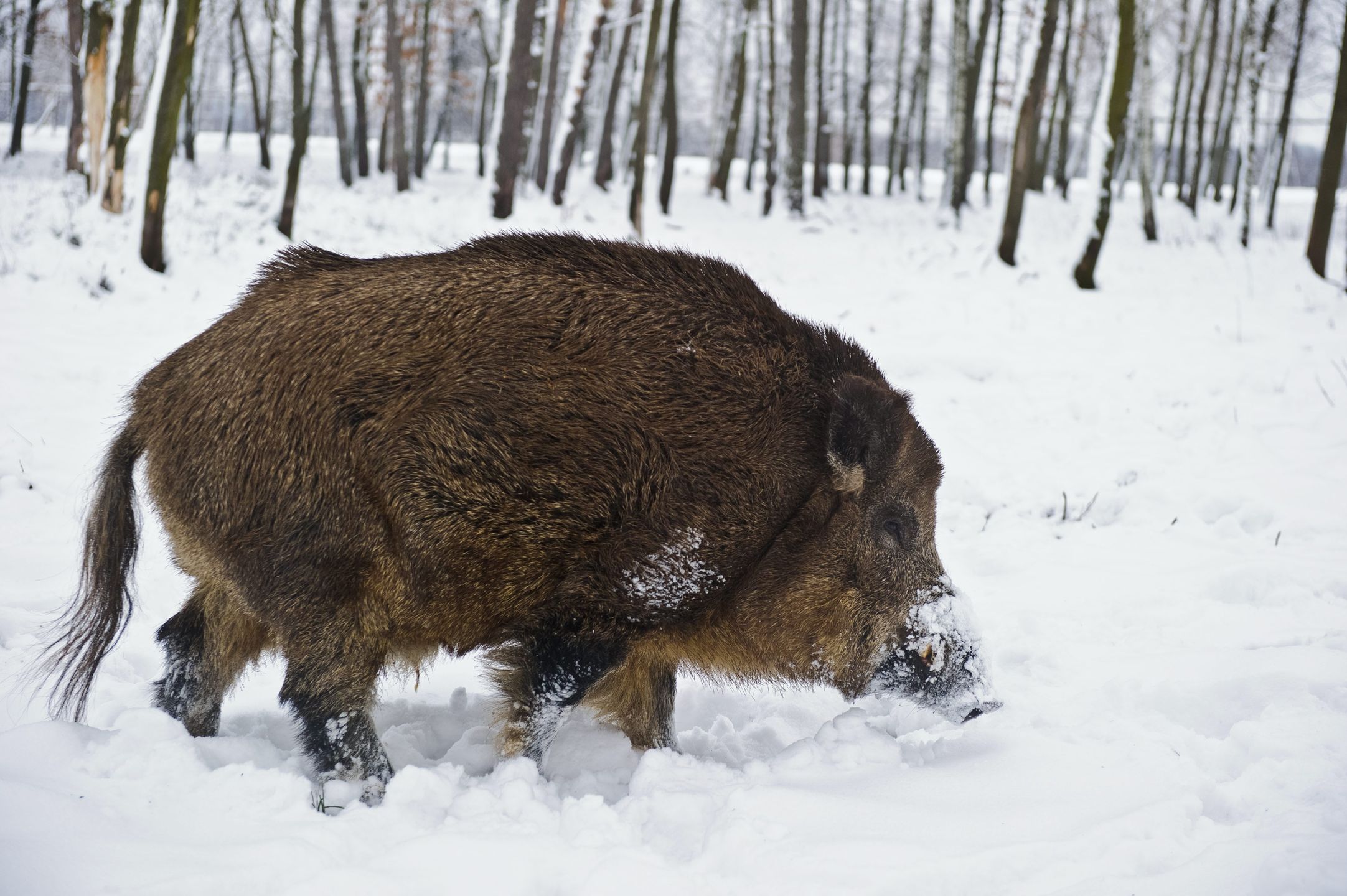 Dzik zaatakował ekipę majstrów na budowie pod Olsztynem.