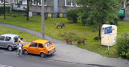 Dzikie spotkanie