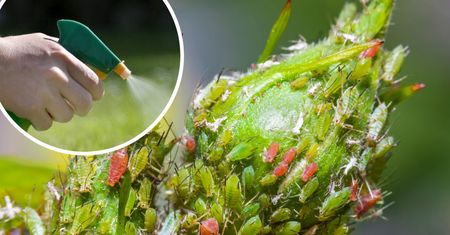 Domowy spray z 2 składników na mszyce zabija je w 10 sekund
