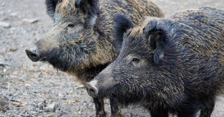 Dziki wykopały skarb. Niezwykłe znalezisko na Słowacji