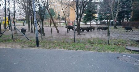 Poznań. Dziki wtargnęły do ogródka przedszkolnego. Jeden osobnik jest agresywny