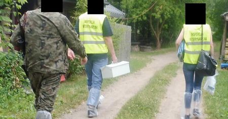 Makabryczne sceny w Białowieży. Weterynarz i myśliwy przyjechali wykonać wyrok na świniach