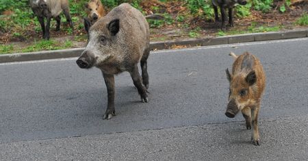 Wyciekło drastyczne nagranie z polowania na Pomorzu. Tak myśliwi walczą z ASF