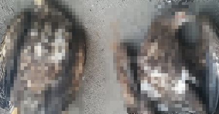 Przerażający widok w lesie. Ktoś zabił bielika, to już trzeci