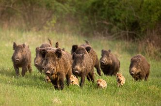 ASF. Niemcy myślą o postawieniu płotu w obawie przed wirusem