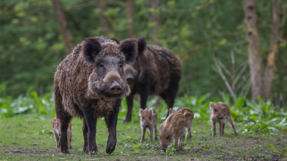 Od 2014 roku wirus ASF dziesiątkuje hodowle trzody chlewnej w Polsce
