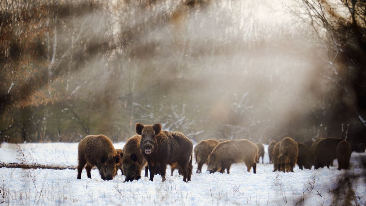 W ciągu najbliższych trzech weekendów z polskich lasów zniknąć ma nawet 250 tys. dzików.