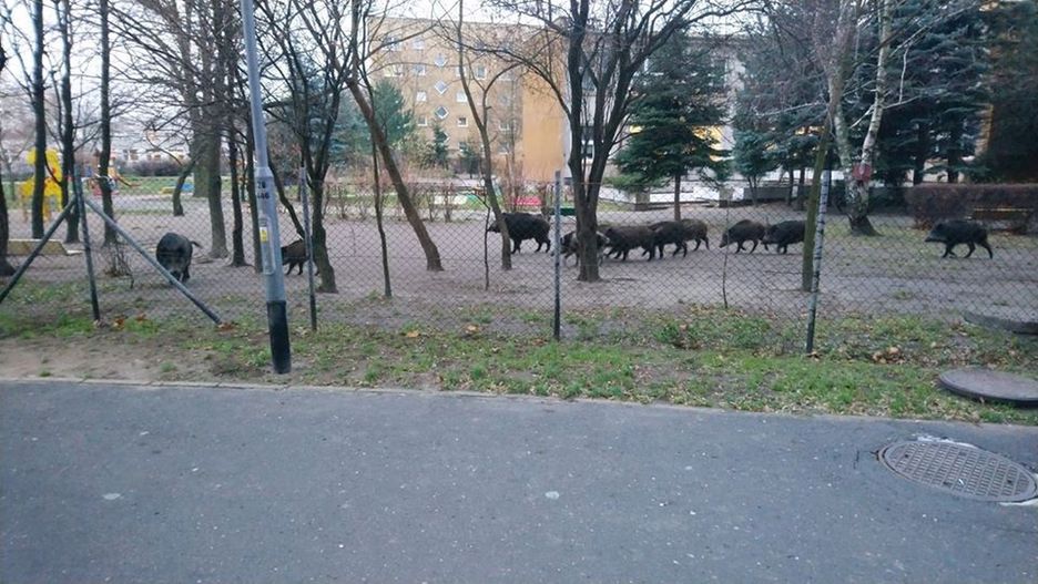 Poznań. Dziki na osiedlu