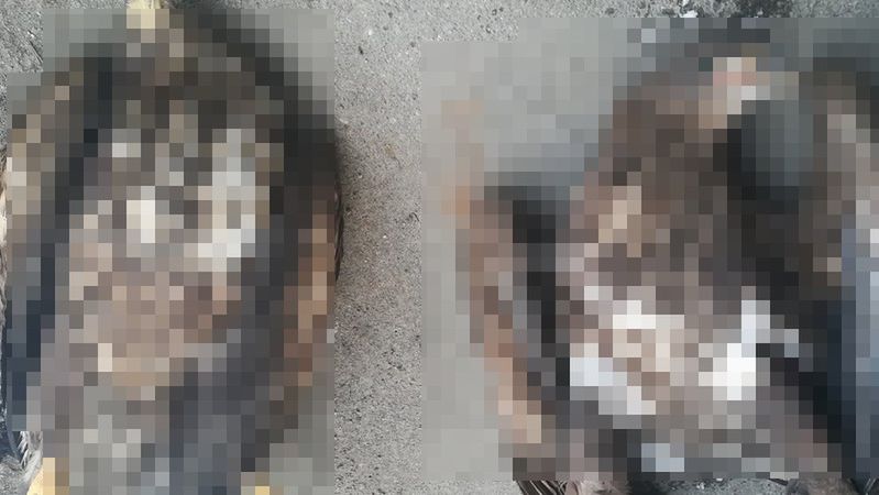 Na początku roku znaleziono dwa martwe bieliki, teraz padł kolejny