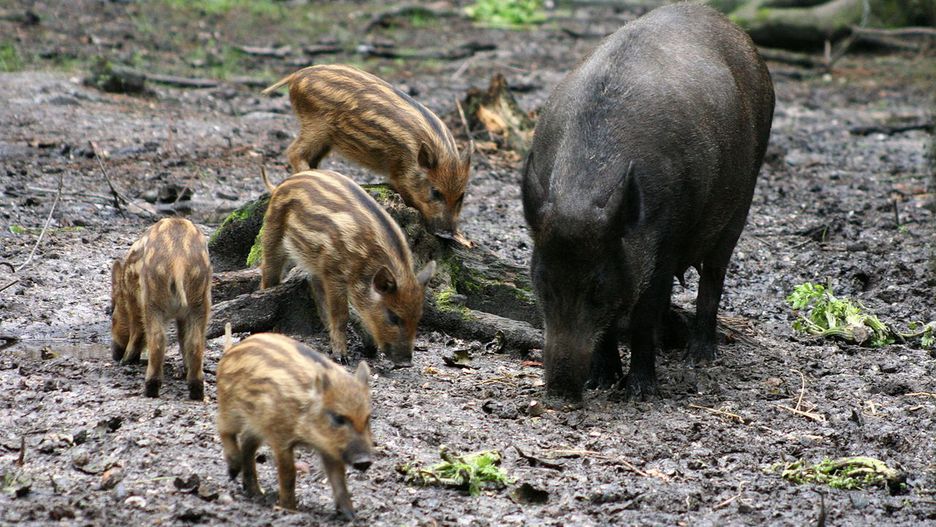 Francja: Powstanie zamknięta "biała strefa" dla dzików. Tam wszystkie zostaną odstrzelone