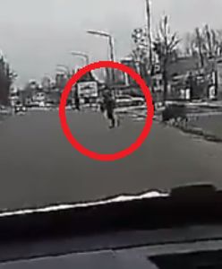 Zawiercie. Stado dzików zaatakowało przechodnia