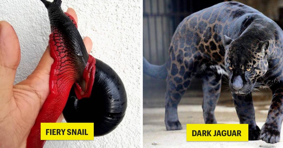 17 Unusual Animals That Will Enchant Every Observer With Their Original Appearance