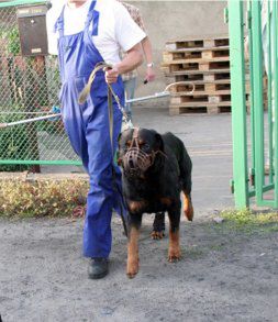 Rottweiler zagryzł dziecko