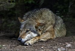 Wilki. Powinniśmy się bać wilków? Obalamy najczęstsze mity