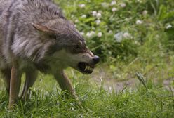 Wilki zjadły im psa. Nagłośnili sprawę i spadła na nich fala hejtu