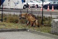 Ranny drapieżnik w Warszawie. Trzeba było wezwać łowczego