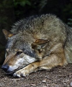 Wilki. Powinniśmy się bać wilków? Obalamy najczęstsze mity